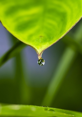 挂在树叶上的一滴水滴图片